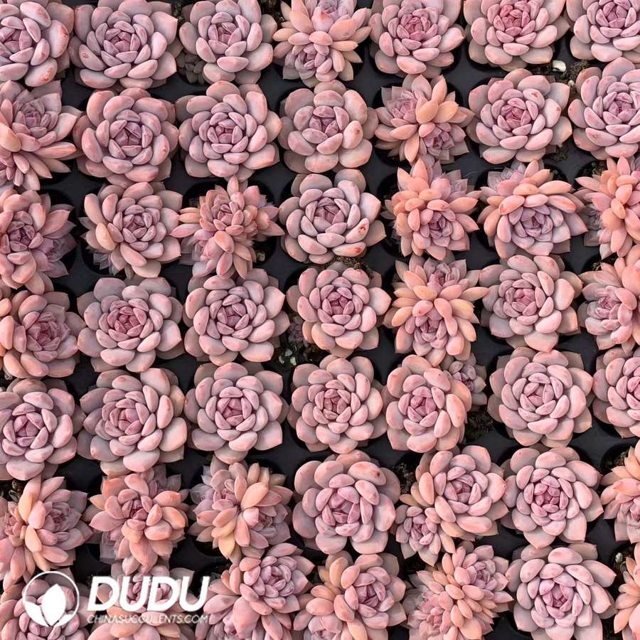 02089D30.jpg 105Pcs Echeveria Star Orange Seedlings - Image 1