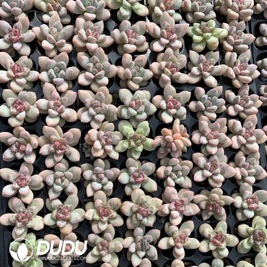 02090D30.jpg 105Pcs Echeveria Sakura Fall Seedlings - Image 1