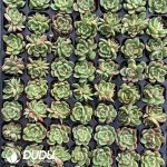 105Pcs Echeveria Green Cloth Seedlings