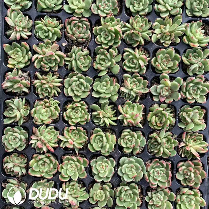 02099D30.jpg 105Pcs Echeveria Green Cloth Seedlings - Image 1