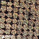 105Pcs Echeveria Sensation Seedlings