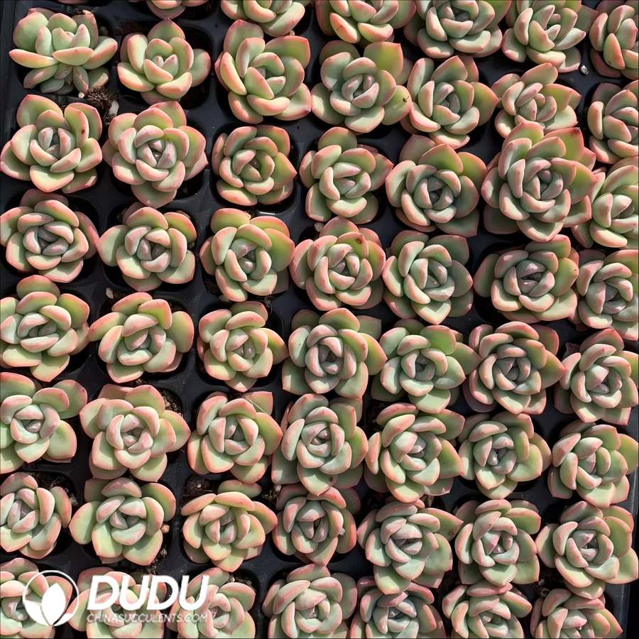 02102D30.jpg 105Pcs Echeveria Sensation Seedlings - Image 1