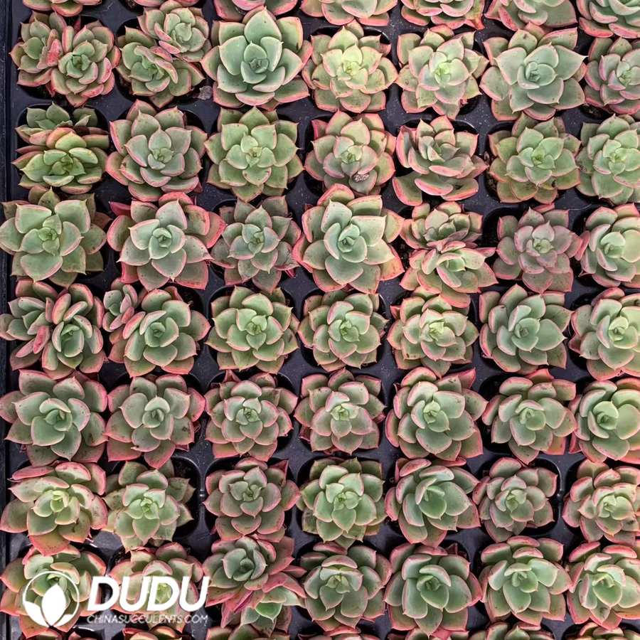 02104D30.jpg 105Pcs Echeveria Noble Seedlings - Image 1
