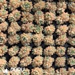 105Pcs Graptoveria Jade Ruyi Seedlings