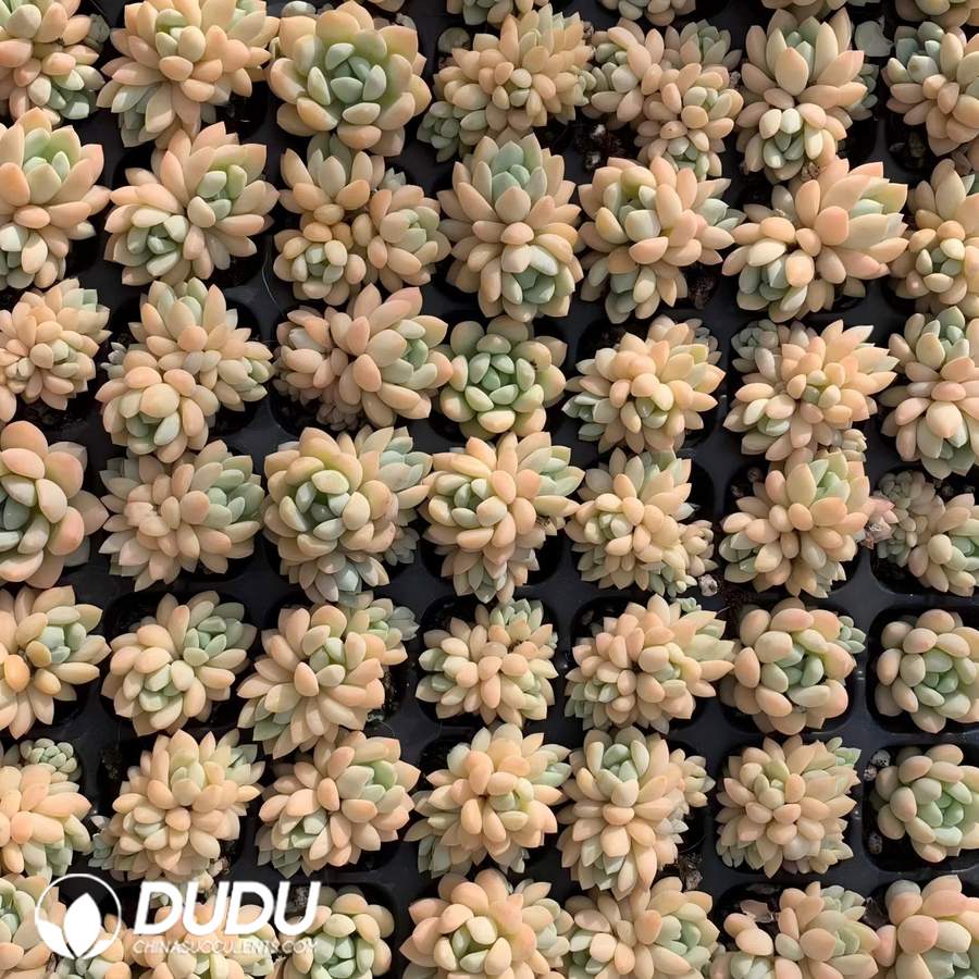 02107D30.jpg 105Pcs Graptoveria Jade Ruyi Seedlings - Image 1