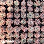 105Pcs Echeveria icing sugar Seedlings