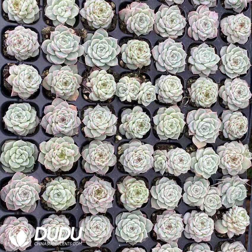 02109D30.jpg 105Pcs Echeveria Velvet Seedlings - Image 1
