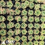105Pcs Echeveria Baby Green Seedlings