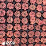 105Pcs Echeveria pink crystal Seedlings