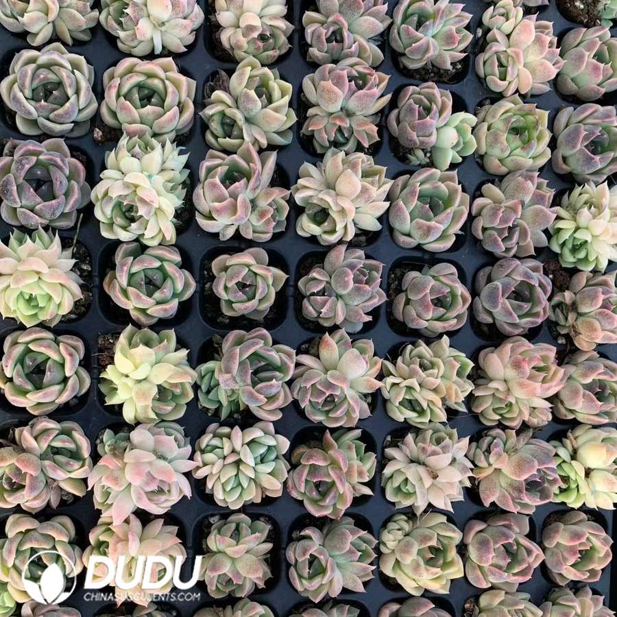 02133D30.jpg 105Pcs Echeveria Amethyst SP Seedlings - Image 1