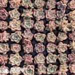 105Pcs Echeveria Sky City Seedlings