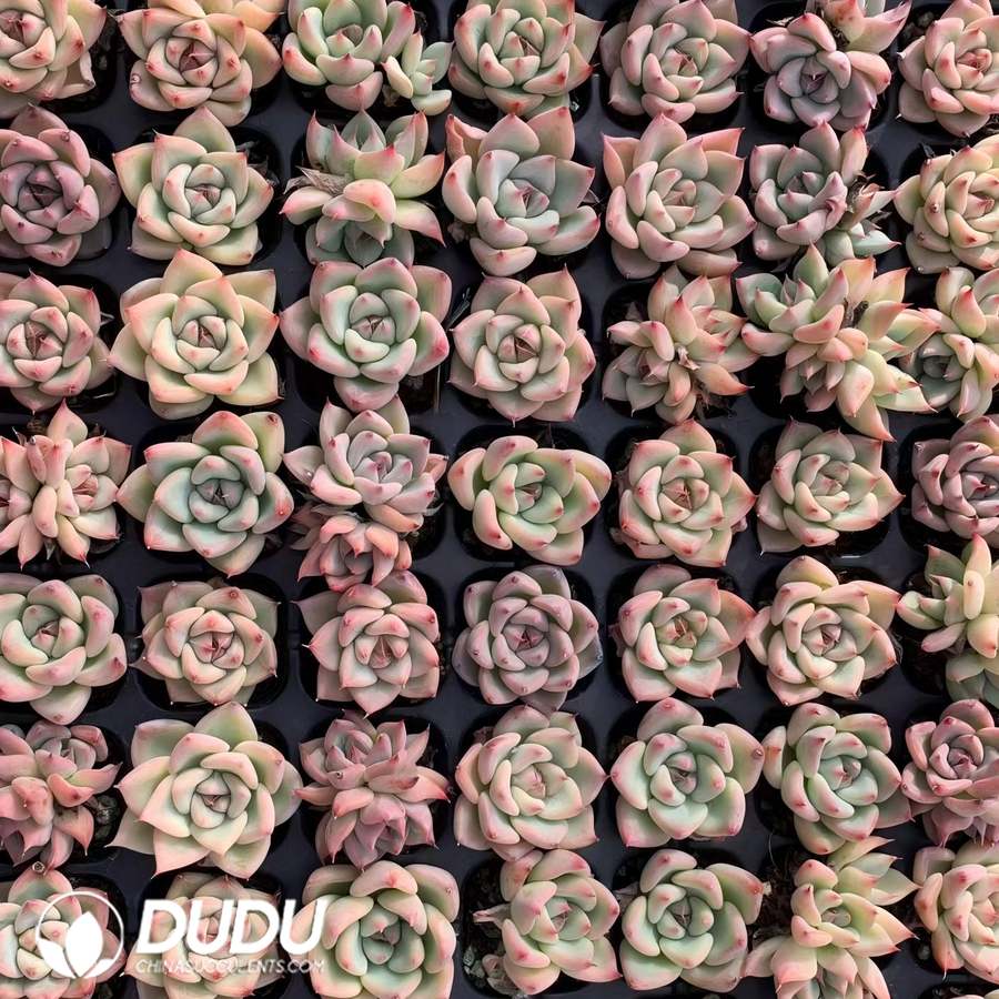 02134D30.jpg 105Pcs Echeveria Sky City Seedlings - Image 1