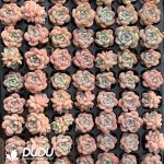 105Pcs Echeveria Yangshan snow Seedlings