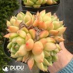 Echeveria Sunny Sky Clustering