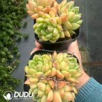 Echeveria Sunny Sky Clustering - Image 2