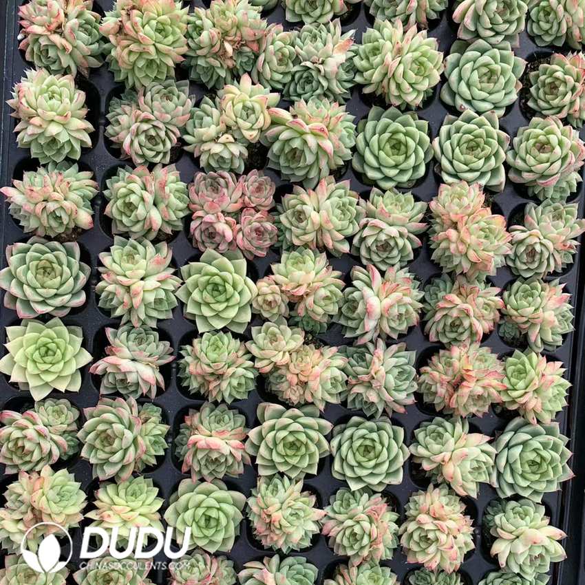 02884D30.jpg 105pcs Echeveria Red Queen Seedlings - Image 1