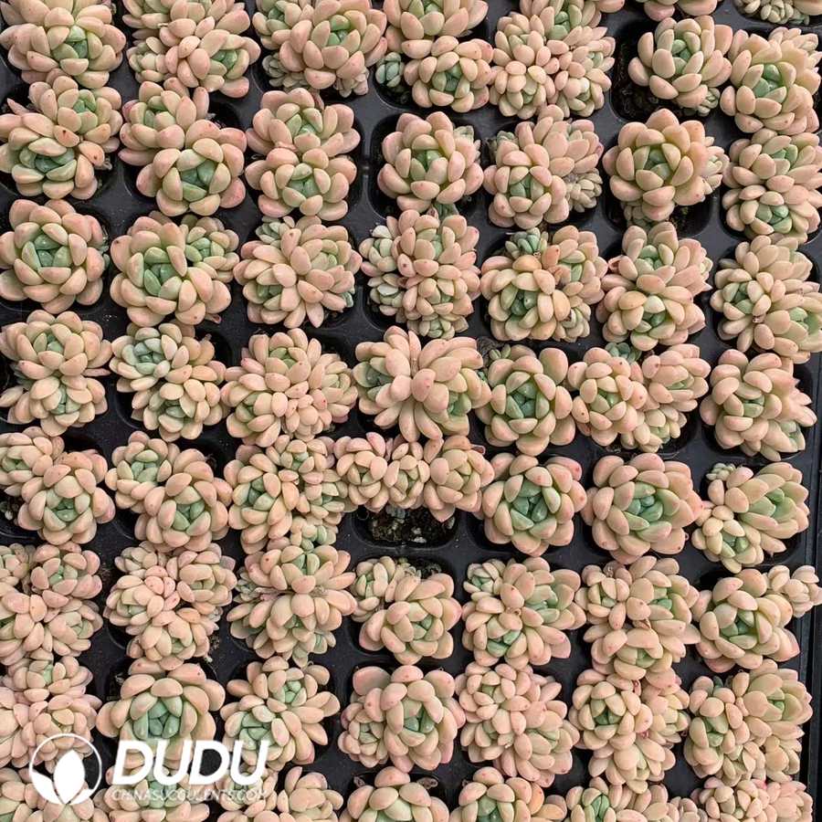 02889D30.jpg 105pcs Echeveria Jade Ring Seedlings - Image 1