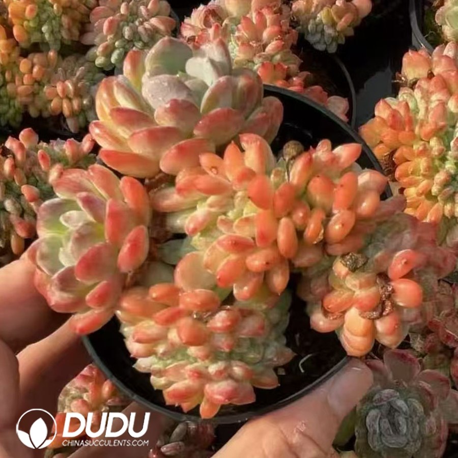 03481D70.jpg Echeveria Pink Jenny Cristata - Image 1