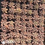105Pcs Echeveria Star Snow Seedlings