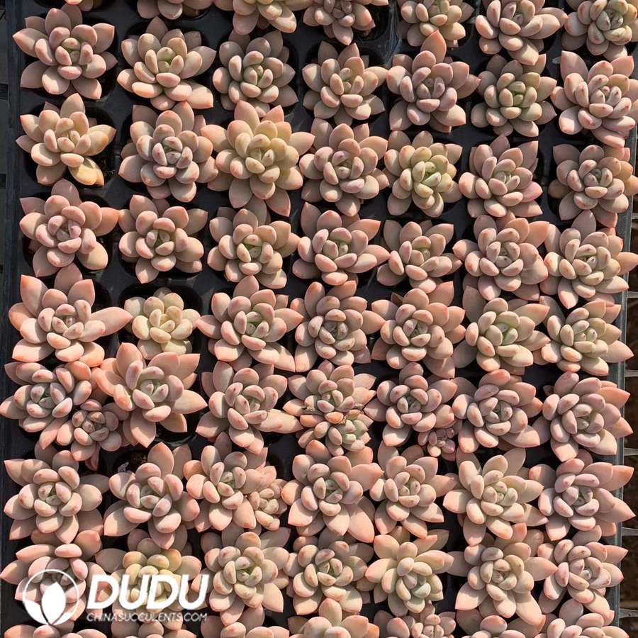 03561D30.jpg 105Pcs Echeveria Star Snow Seedlings - Image 1