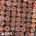 105Pcs Echeveria Red Lovers Seedlings