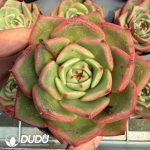 Echeveria Red Bull
