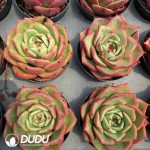 Echeveria Red Bull - Image 2