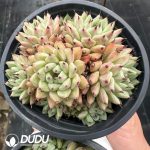Echeveria Cuspidata var. Zaragozae Clustering