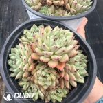 Echeveria Cuspidata var. Zaragozae Clustering - Image 2