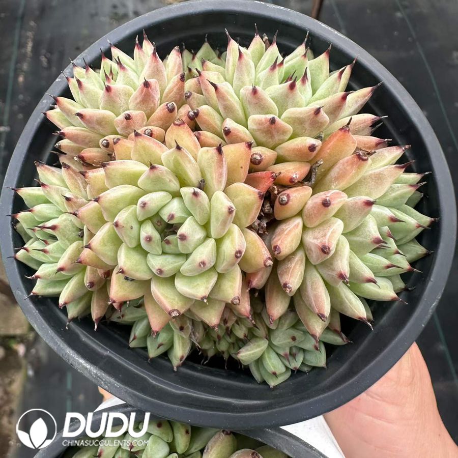 04152D90.jpg Echeveria Cuspidata var. Zaragozae Clustering - Image 1