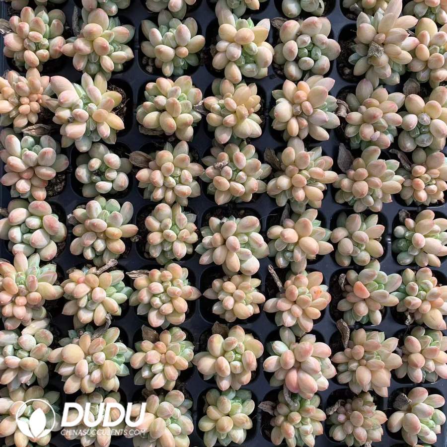 06752D30.jpg 105pcs Pachyphytum Green Heart Beauty Seedlings - Image 1