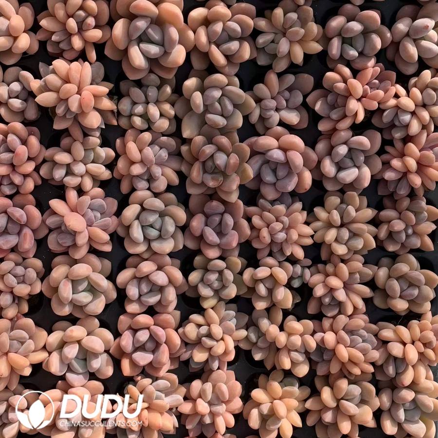 08863D30.jpg 105pcs Echeveria Orange Aura Seedlings - Image 1