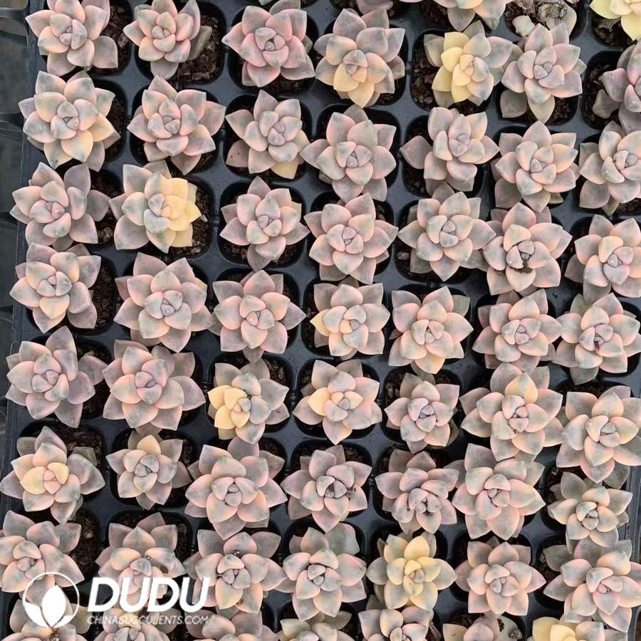 08865D30.jpg 105pcs Pachyphytum Apricot Variegated Seedlings - Image 1