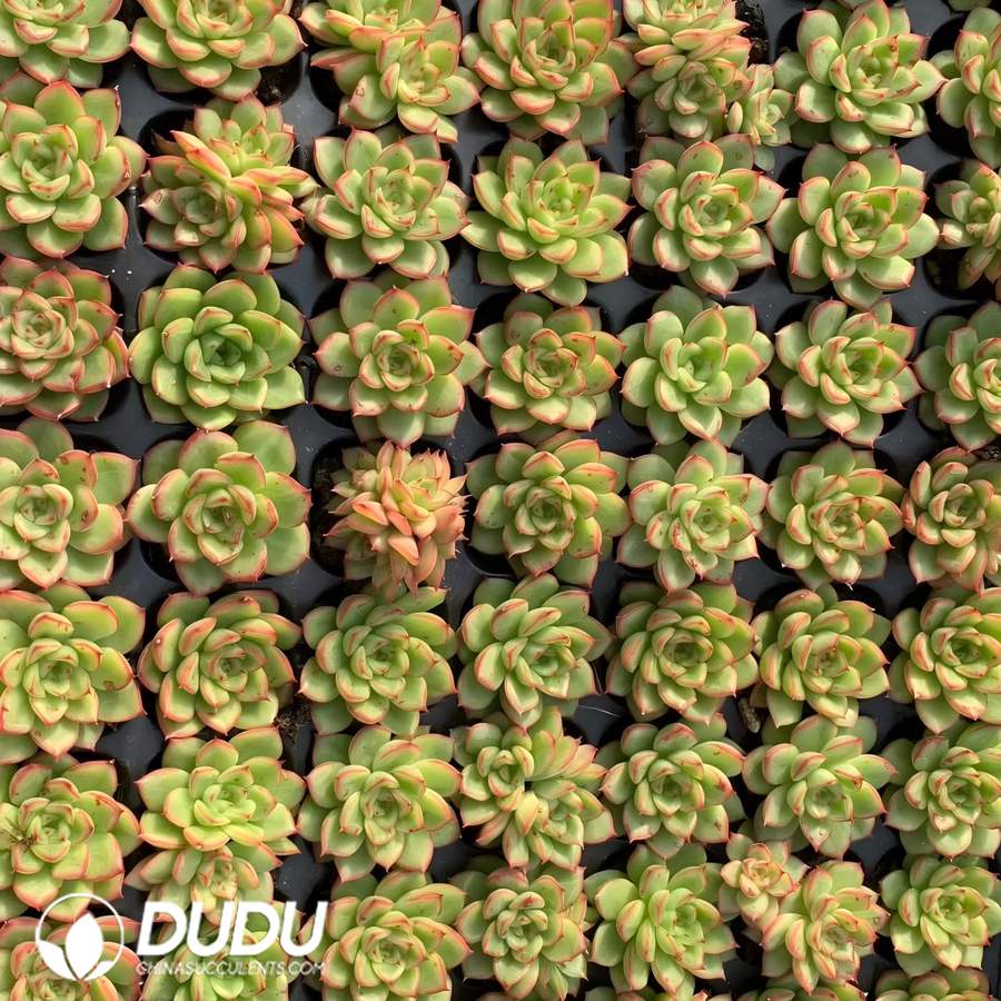 08880D30.jpg 105pcs Echeveria Glitter Seedlings - Image 1