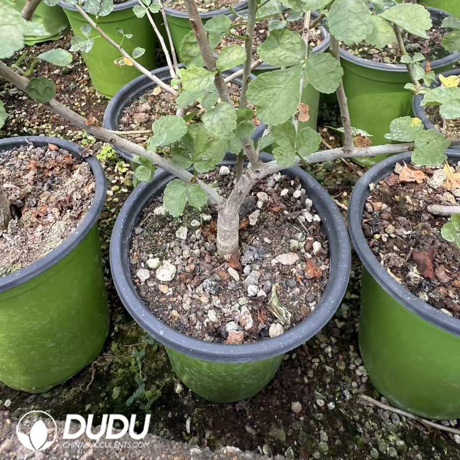 10044D150.jpg Commiphora capensis (seed grow) - Image 1