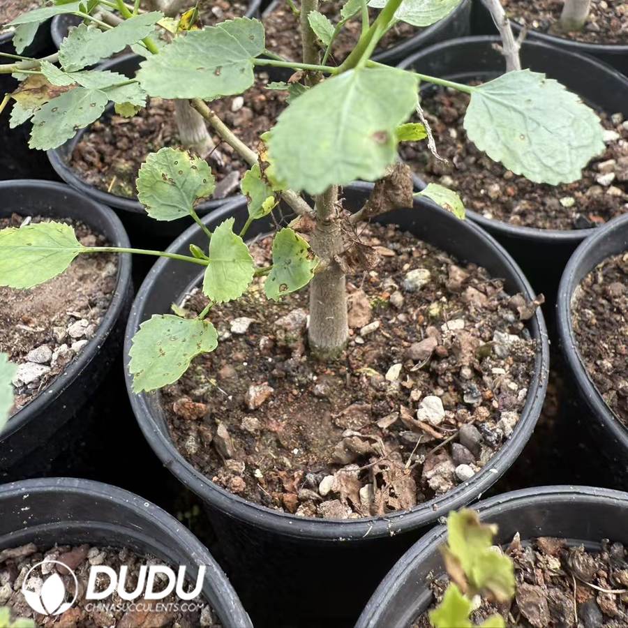10046D150.jpg Commiphora namaensis (seed grow) - Image 1