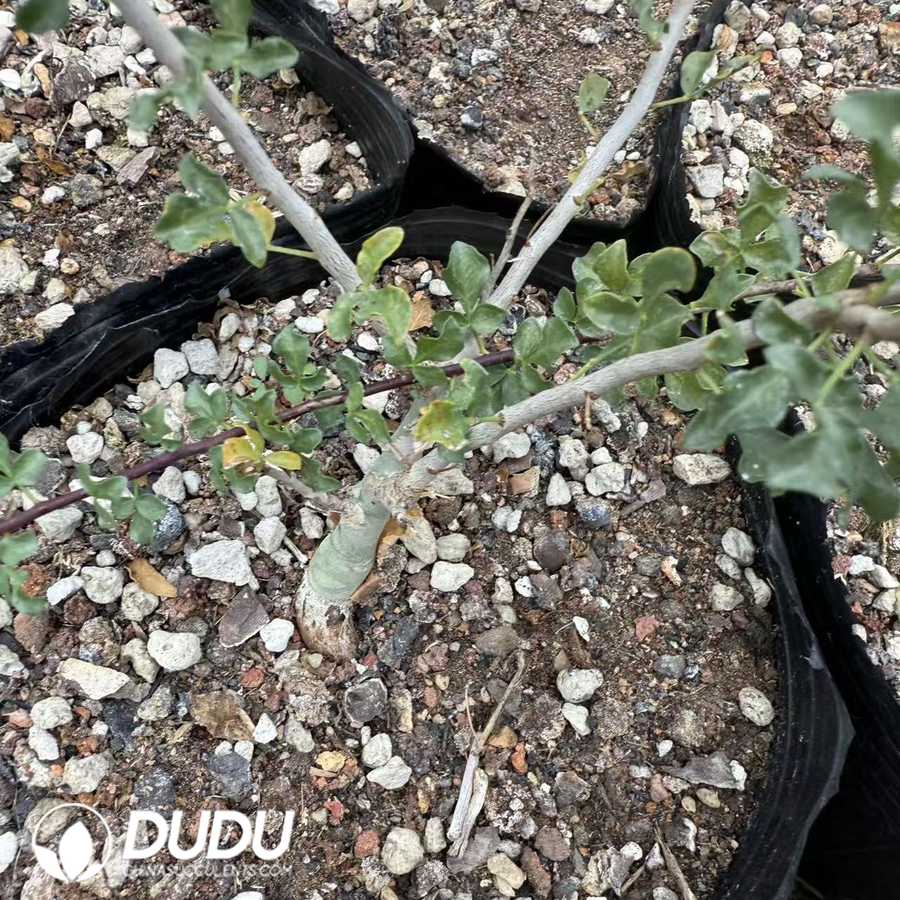 10048D150.jpg Commiphora kataf (seed grow) - Image 1