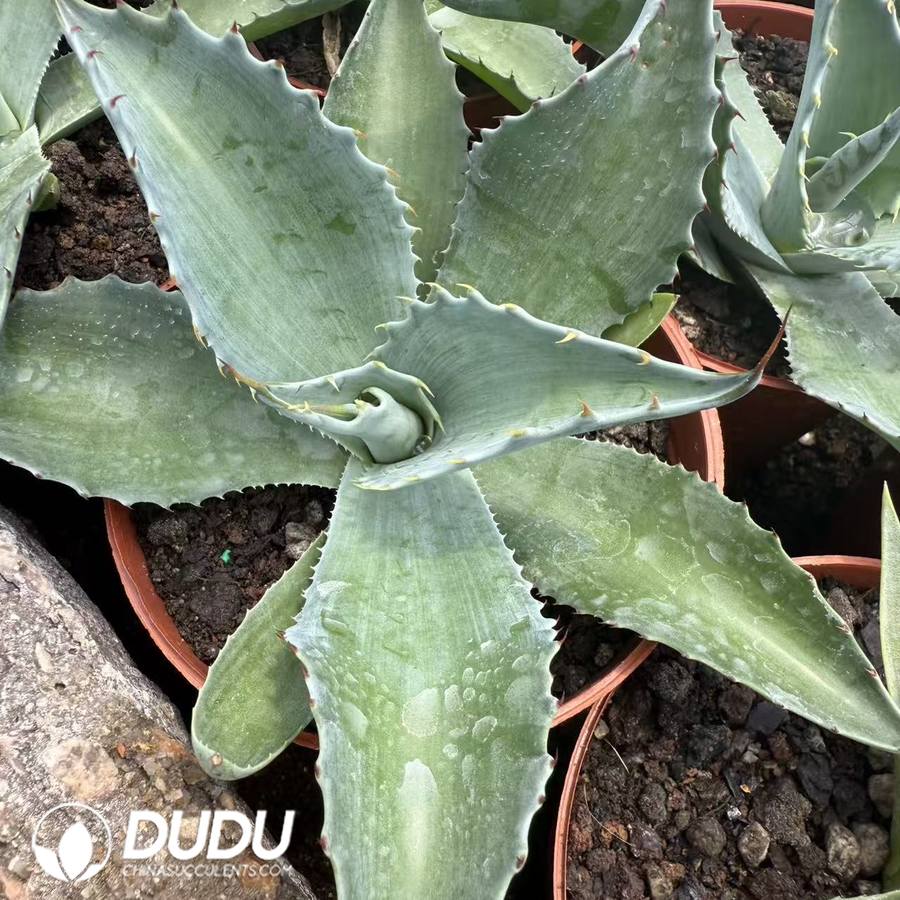 10053D120.jpg Agave ovatifolia - Image 1