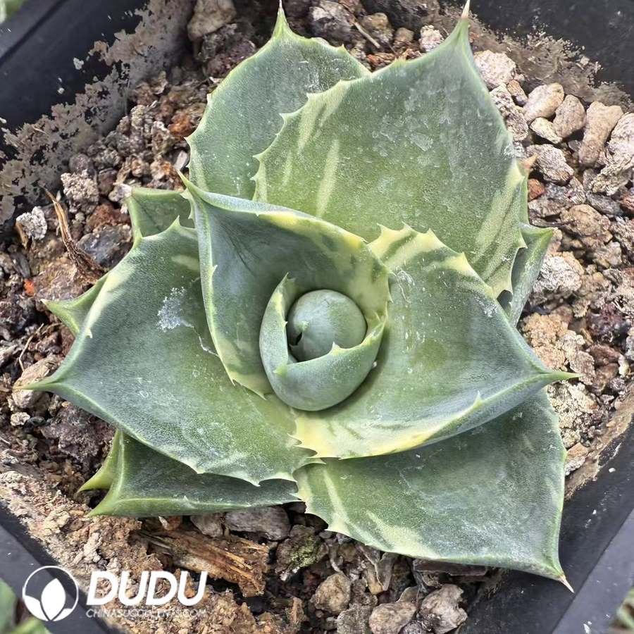 10054D40.jpg Agave titanota Dwarf Variegated - Image 1