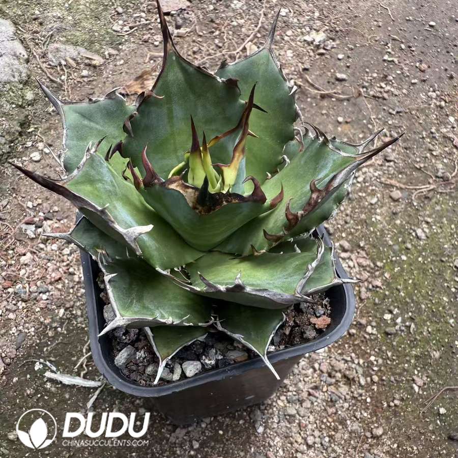 10055D70.jpg Agave titanota Hades - Image 1