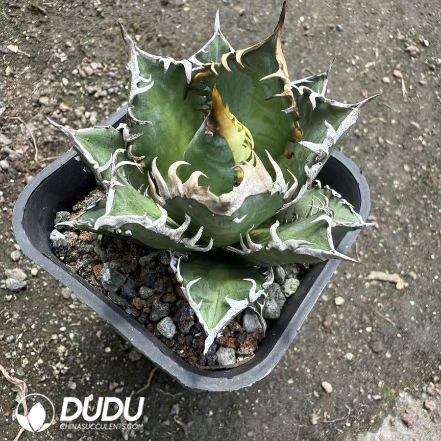 10056D70.jpg Agave titanota Red Cat - Image 1