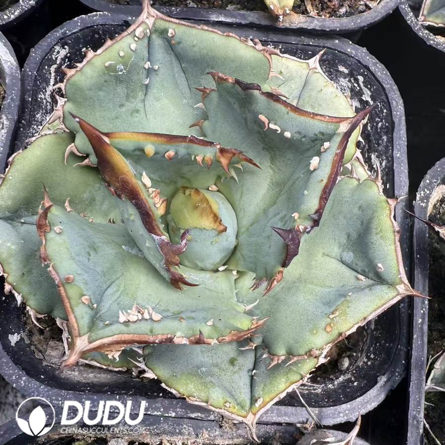 10060D50.jpg Agave titanota Round Leaf Crocodile - Image 1