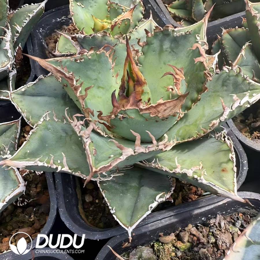10061D70 Agave titanota Twister - Image 1