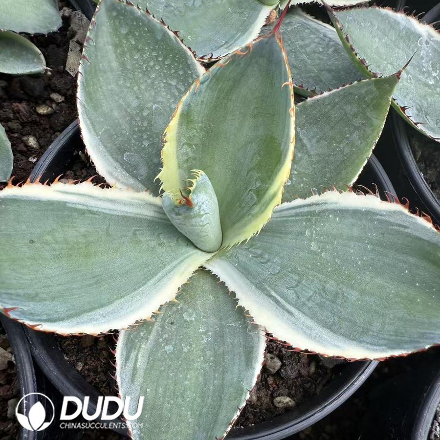 10062D100.jpg Agave titanota Reggae Time Marginata - Image 1