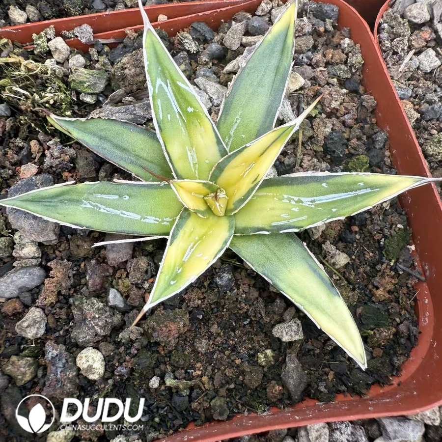 10063D50.jpg Agave victoriae-reginae Medio Picta - Image 1