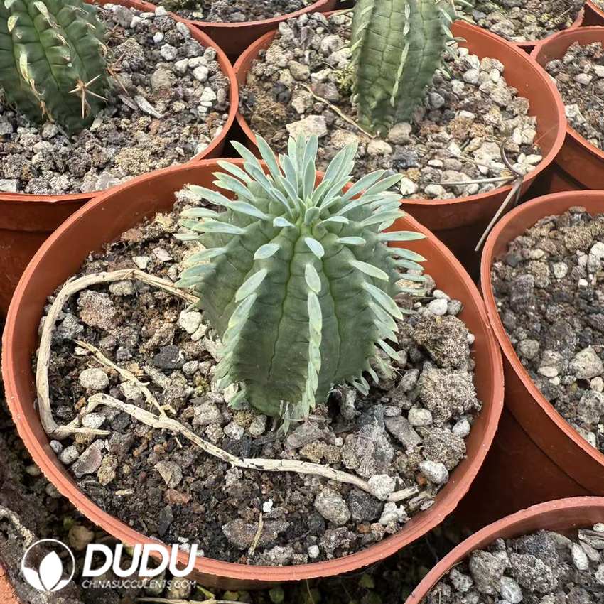 10067D30.jpg (Seed Grown)Euphorbia stellispina - Image 1