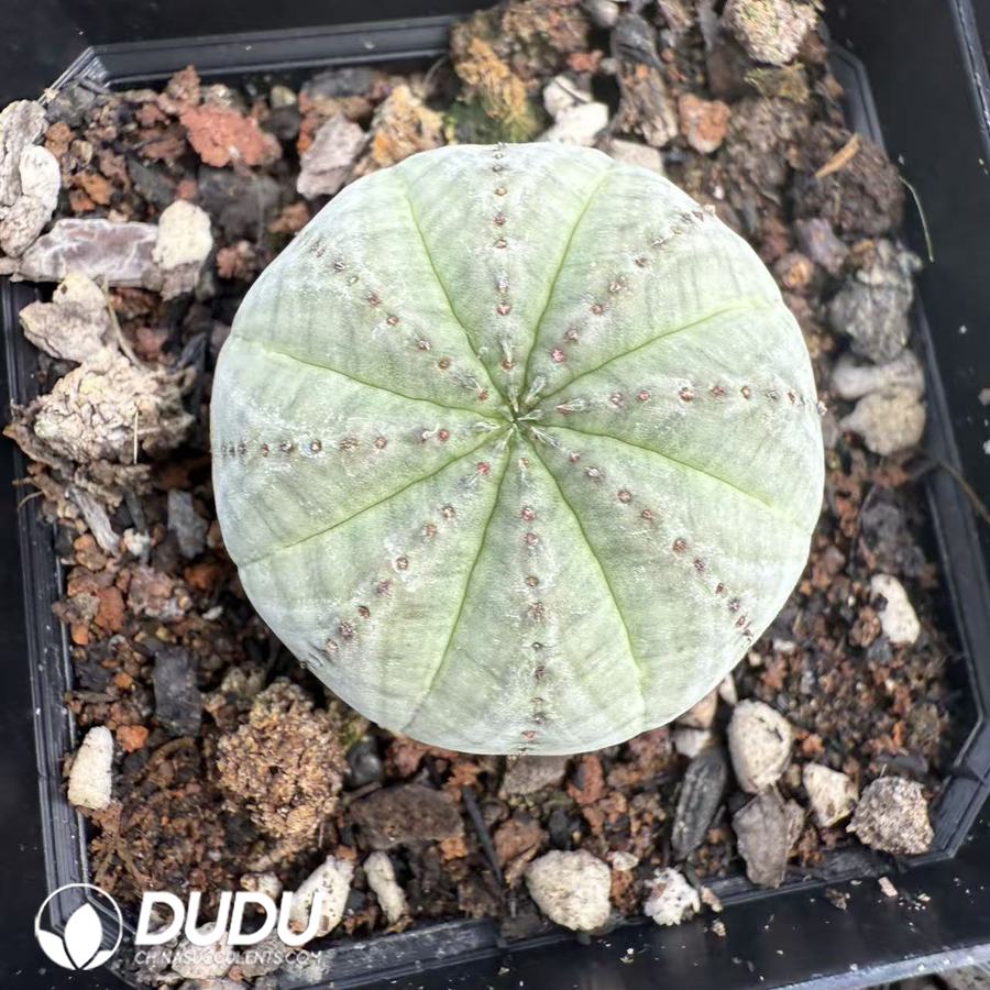 10068D30.jpg Euphorbia obesa subsp. symmetrica - Image 1