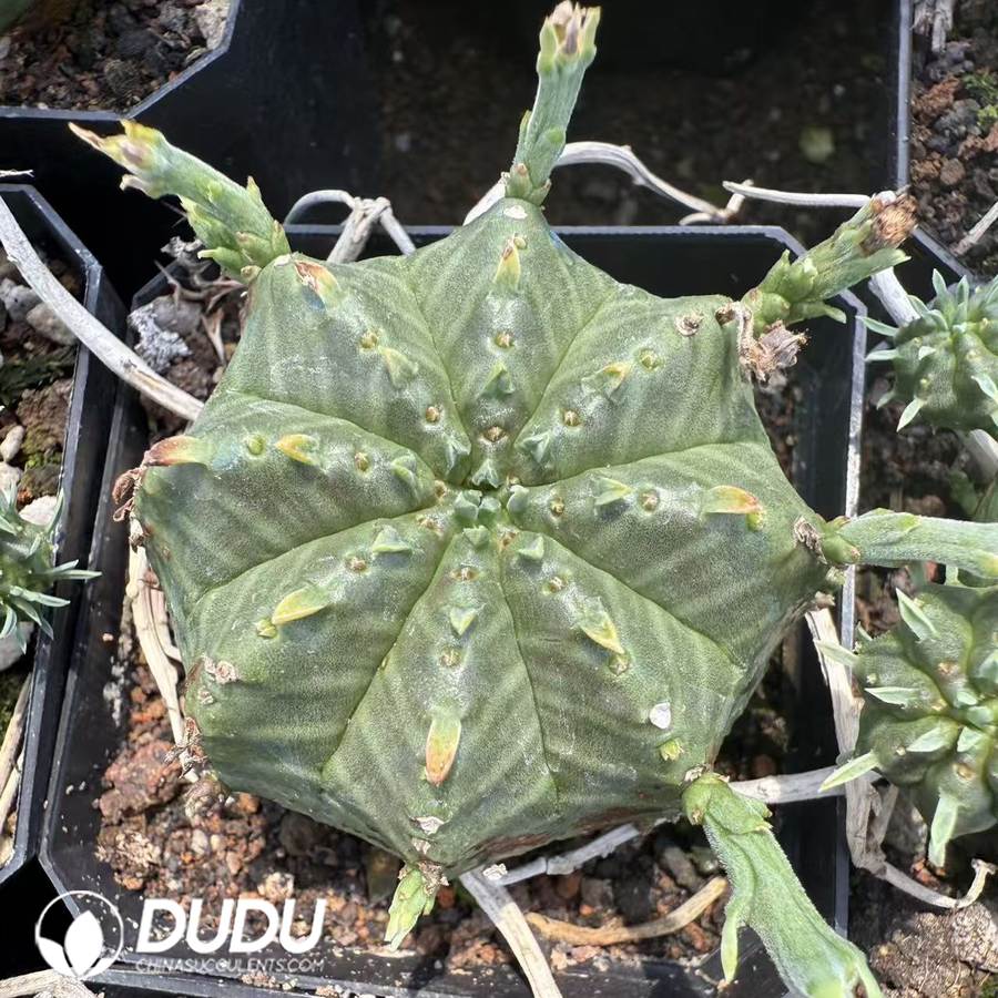 10069D30.jpg Euphorbia meloformis subsp. valida - Image 1