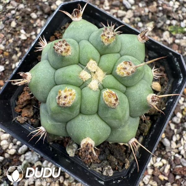 10070D40.jpg (Seed Grown)Gymnocalycium Saglionis Thornless - Image 1