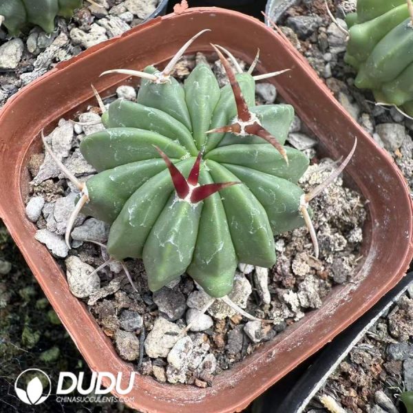 10071D40.jpg (Seed Grown) Stenocactus coptonogonus - Image 1